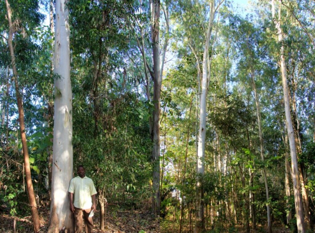 Plantations d'eucalyptus camaldulensis. Photo Dominique Louppe
