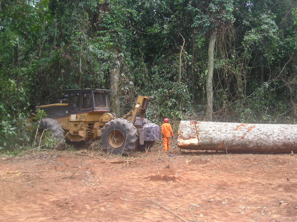 Débardage de grumes de bois tropicaux en Nord Congo. Photo Bernard Mallet