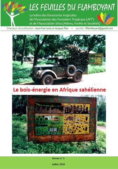 Feuille du Flamboyant sur le bois énergie au Sahel. Photo Claude Lebahy