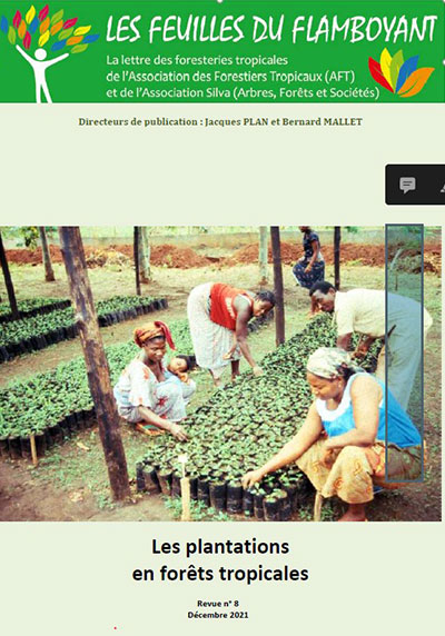 Repiquage de semis d'eucalyptus à Davié au Togo. Photot Claude Lebahy