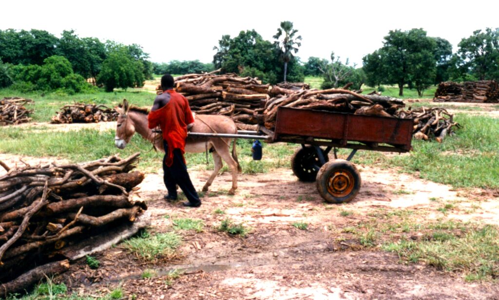 Débardage asinaire de bois par charrette en forêt de Faya au Mali. Photo Claude Lebahy