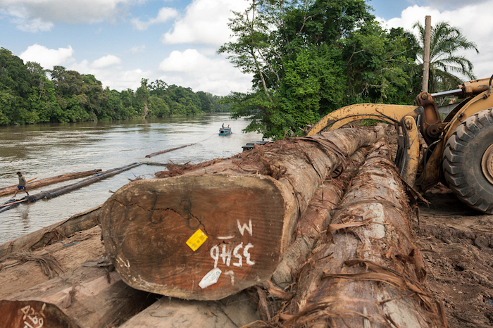 Préparation d'un radeau de grumes de plus de 200 ml de long sur un fleuve à Bornéo
