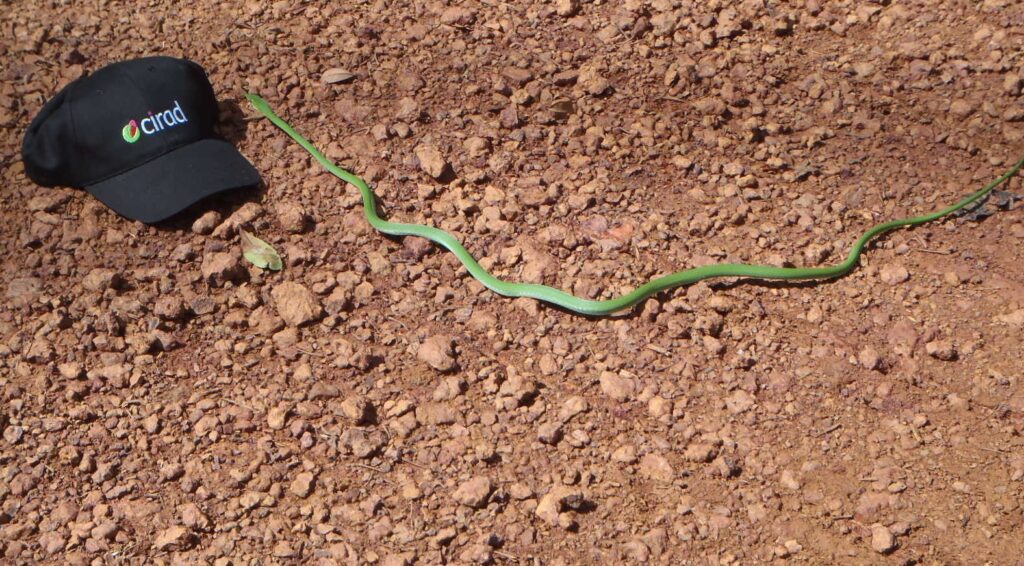 Serpent arboricole très venimeux, le Grage jacquot ou jararaca vert, de la forêt amazonienne en Guyane