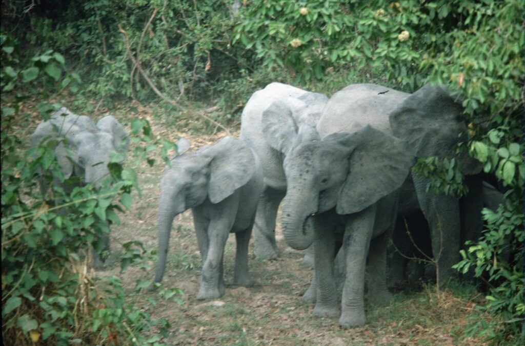 léphants forestier dans le parc de Keran au Togo
