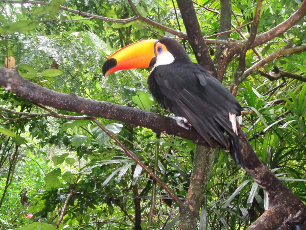Toucan dans le parc national d'Iguacu au Brésil