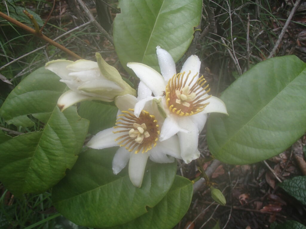 Inflorescence d'arbre tropical en forêt amazonienne de Guyane