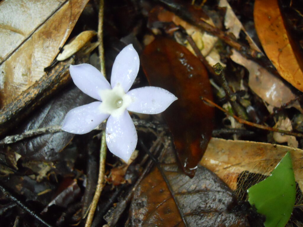 Fleur forestière en Guyane