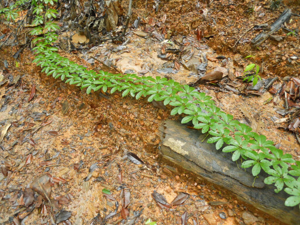 Liane rampante en Guyane