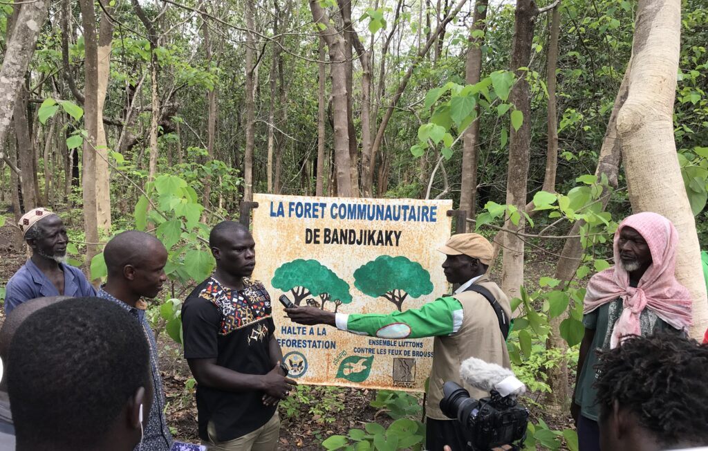 plantations de teck et gmelina en foret communautaire au Sénégal. Photo Claude Lebahy