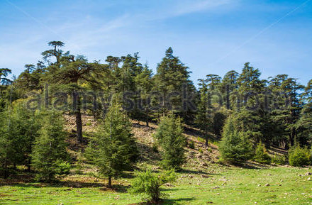 Cédraie d'Azrou dans le Moyen-Atlas au Maroc par