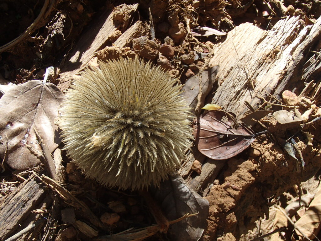 Inflorescence sur arbre en Guyane
