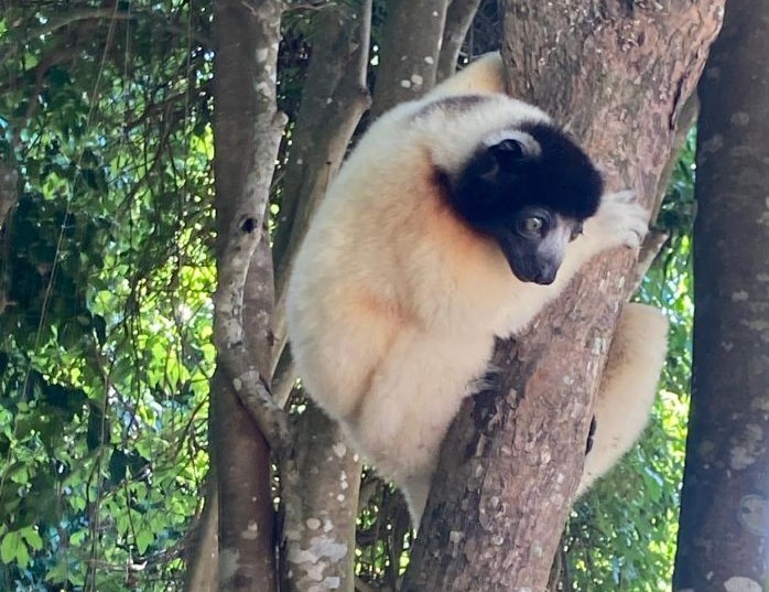 Un Propithèque couronné, une des 107 espèces de lémuriens de Madagascar, sur l'ilôt de Nosy Mamoko, par Jean-Guy Bertault