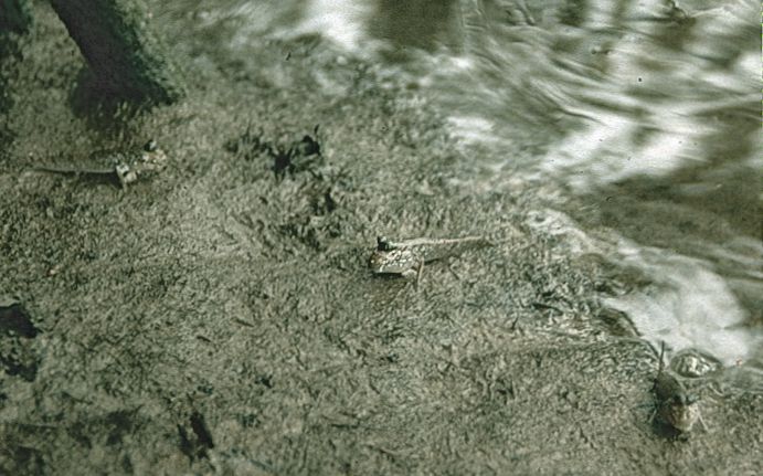 Périophtalmes parmi les racines de palétuviers d'une mangrove du Kouilou-Nari au Congo