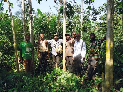 Régénération naturelle assistée mais/manioc/arbres à Botéké en RCA