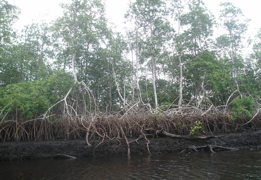 Palétuviers en bord de lagune à Libreville au Gabon par Bernard Mallet