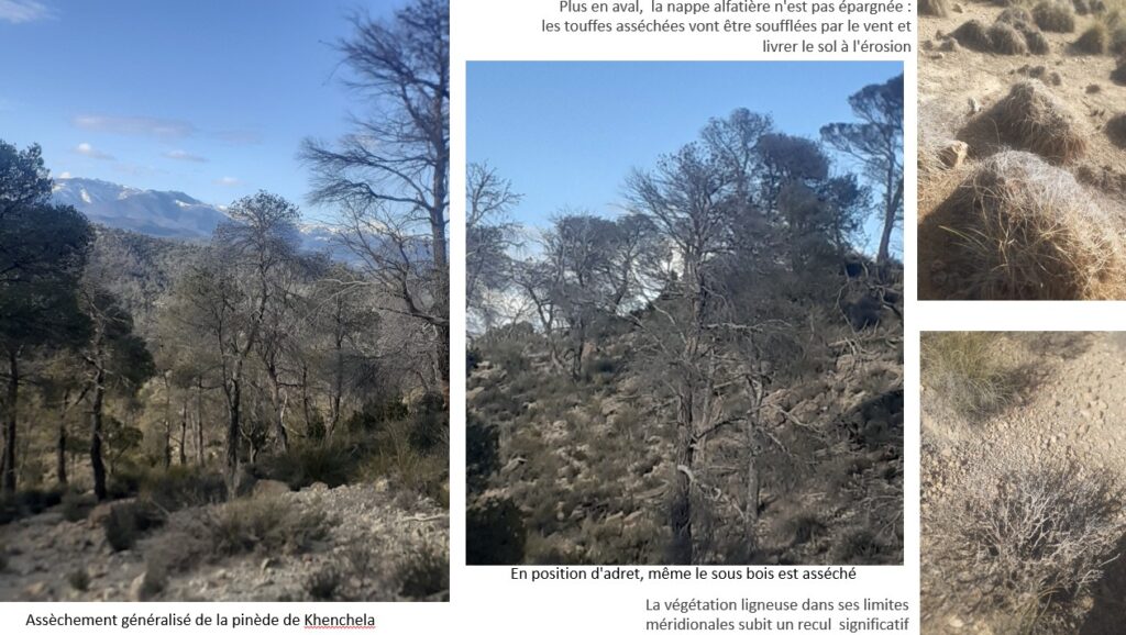 Fortes de Khenchela dans les Aurès - Hocine AOUADI