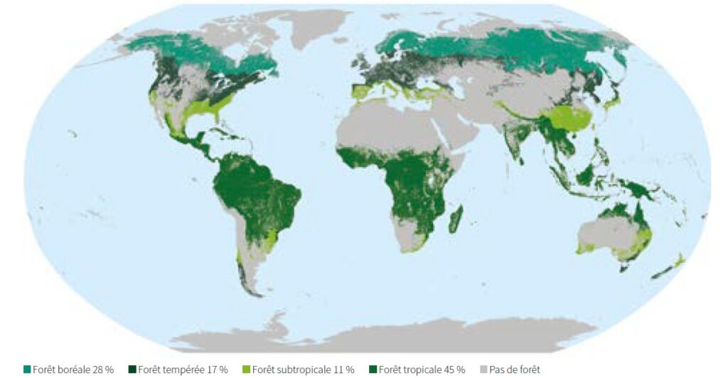 Répartition des forêts du monde par domaine climatique 2025