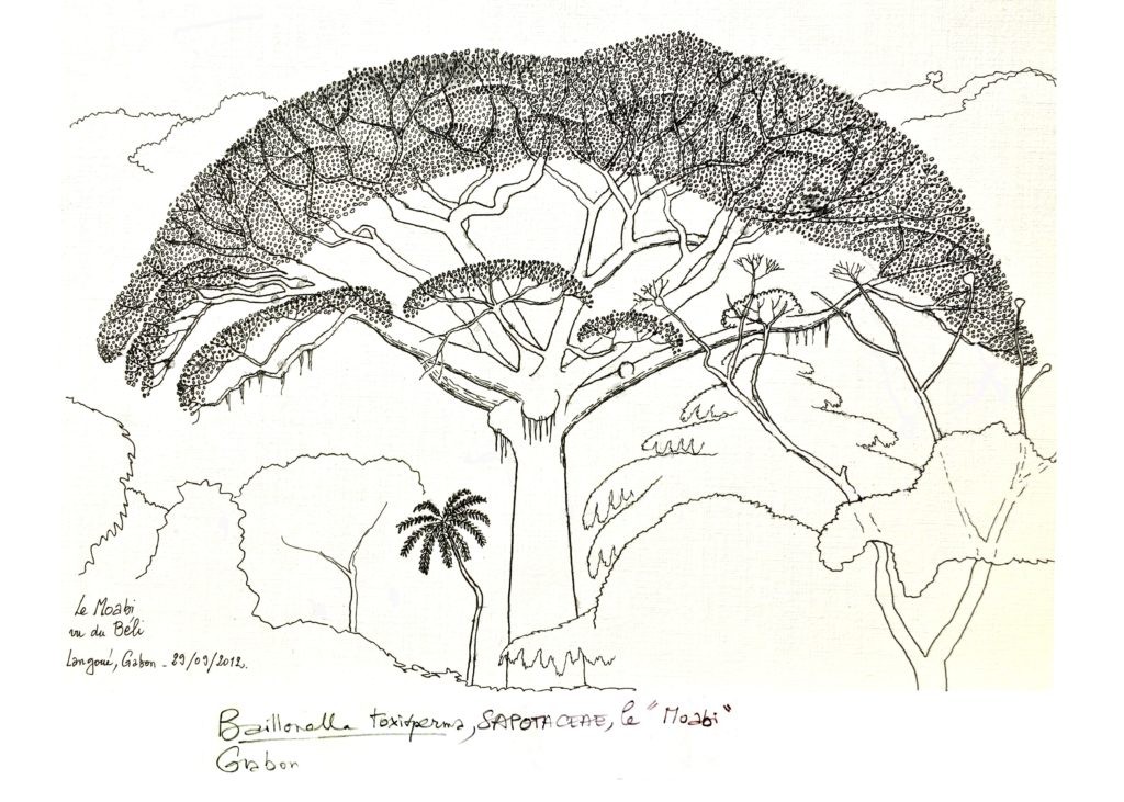 Un moabi- dessin de Francis Hallé
