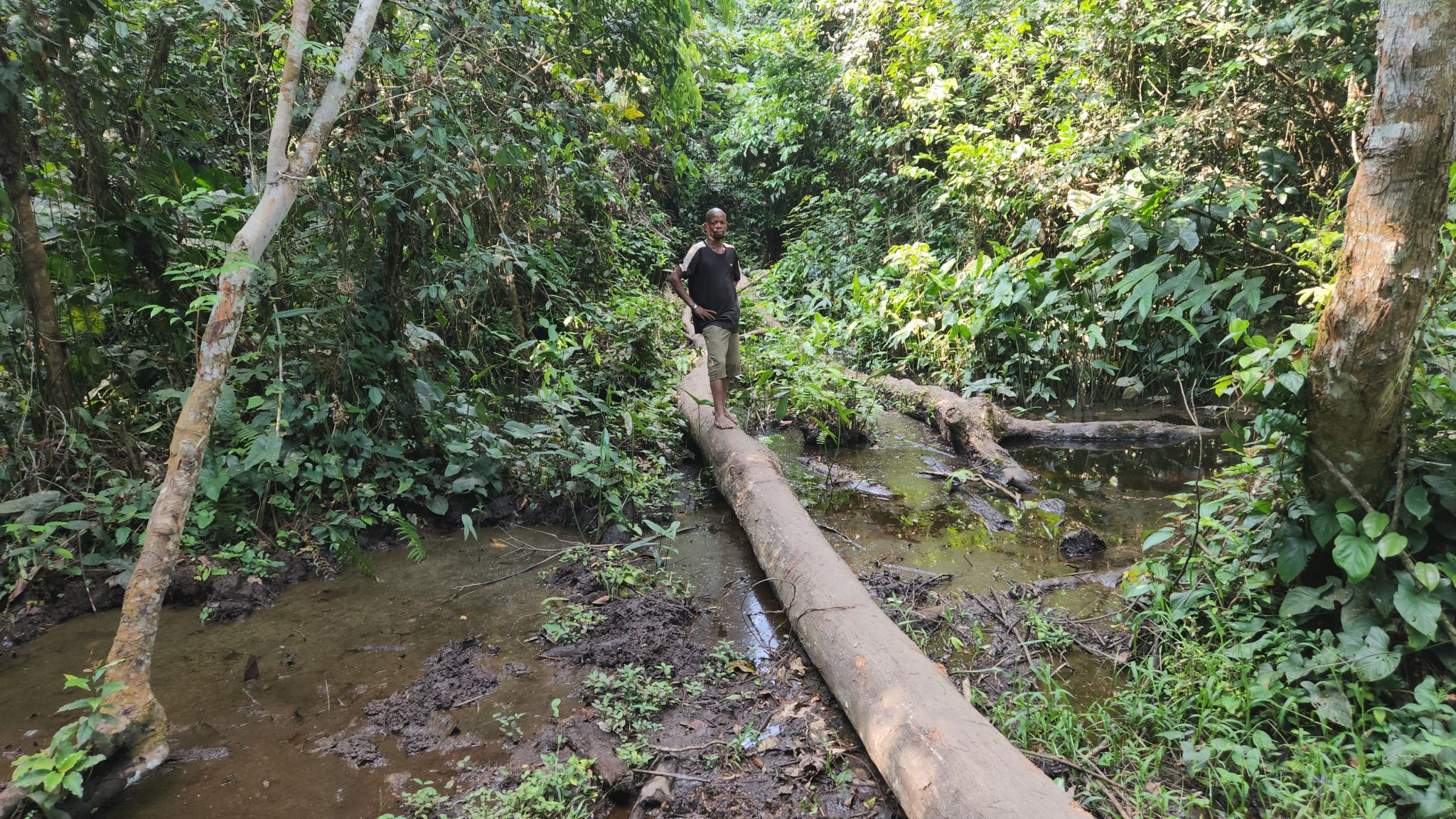Tourbière du bassin du Congo