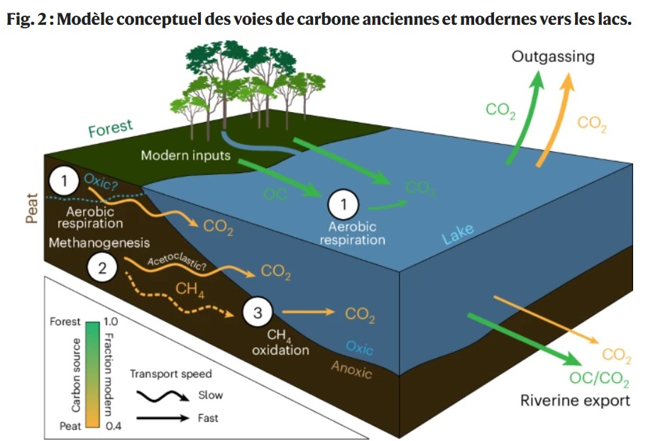 Schéma d'une tourbière connectée à un lac : circulation du Carbone