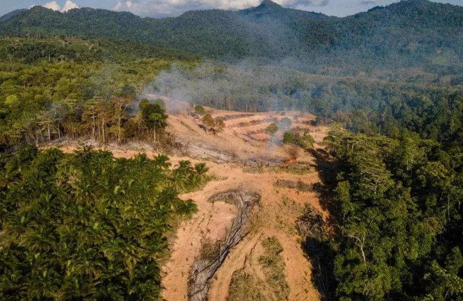 Déforestation en Indonésie pour de nouvelles plantations de palmiers à huile